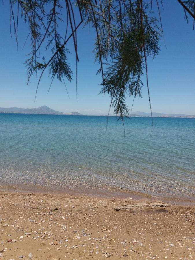 Beautiful Summer Villa In Chalkoutsi Khalkoutsion エクステリア 写真